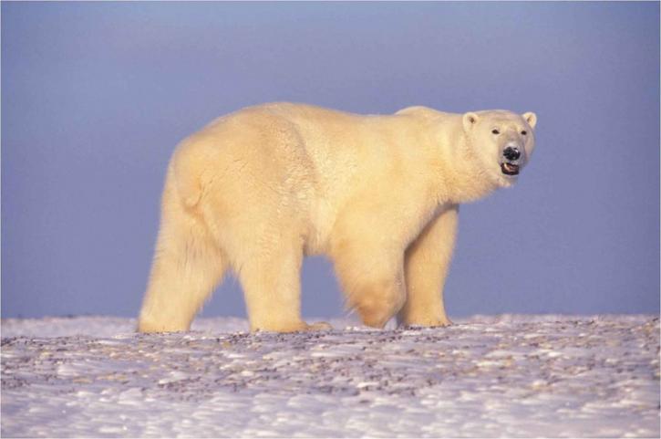 gấu vùng cực, Bắc cực, Alaska