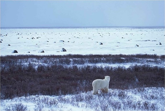 polar, bear, looks, barrier, island, Arctic, coast, Alaska