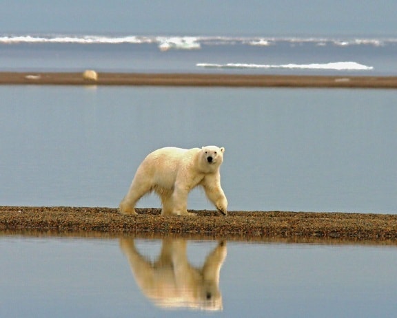 Polar, Bjørn, walking, kyst