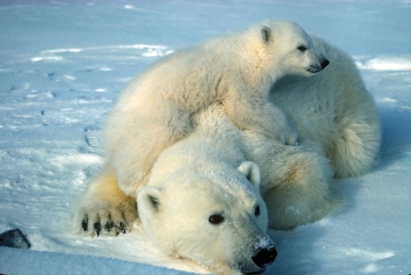 Polar, bear cub
