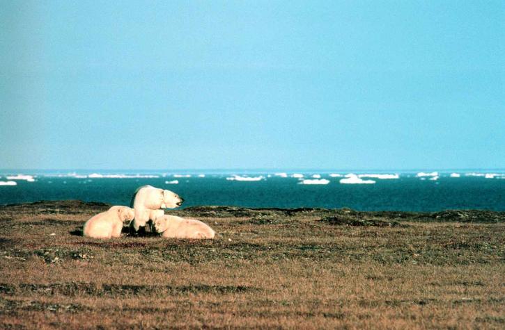 北极熊, 雌性, 幼崽