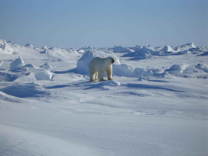 Polar, jääkarhun ursus maritimus