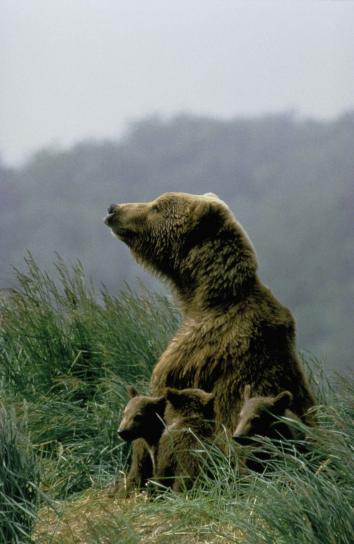 αρκούδα, αγελάδα, κάθεται, δύο μικρά cubs, από κοντά, ζώο