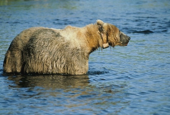 radio, tagged, bear, standing, water, belly