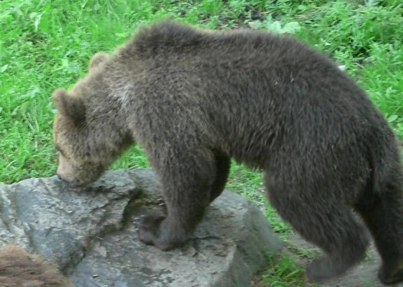 mengendus, beruang