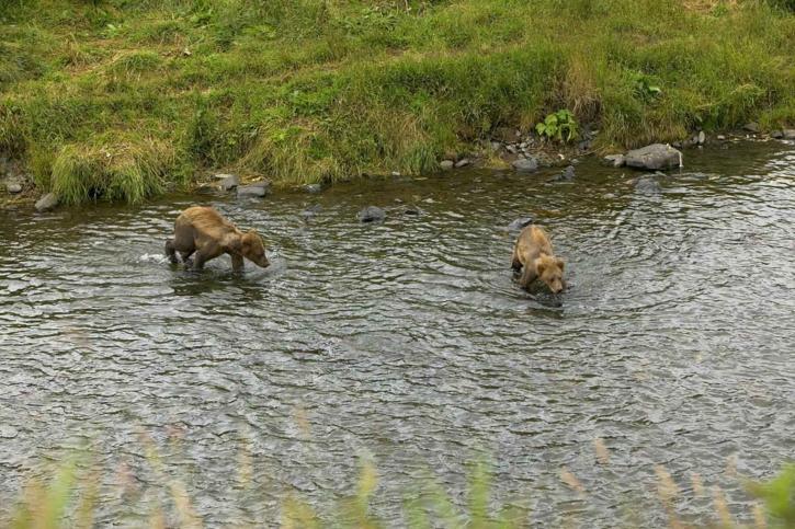 deux, ours brun, petits animaux, rivière, ursus arctos