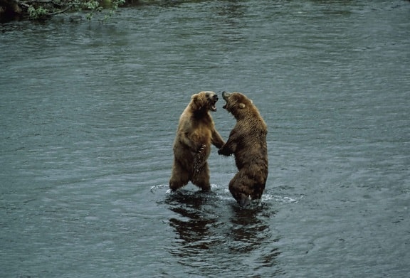 due, orsi bruni, in piedi, acqua, middendorffi ursus
