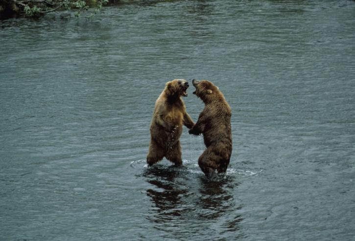 two, brown bears, standing, water, ursus middendorffi