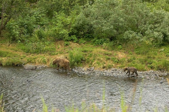 two, brown bears, walk, river