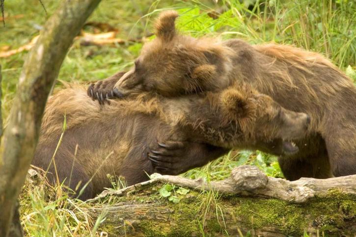 dua beruang grizzly, anaknya, Mamalia, ursus arctos
