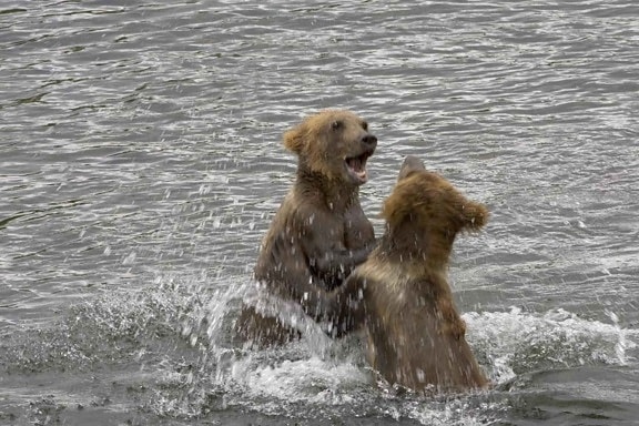 two, grizzly, brown bear, cubs, play