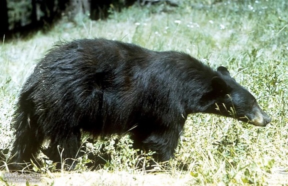 Ursus americanus, schwarzer Bär