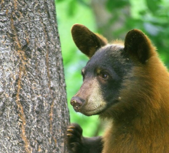 花の匂いを嗅いでいる、ツキノワグマ彫像: インテリア装飾 ガーデン