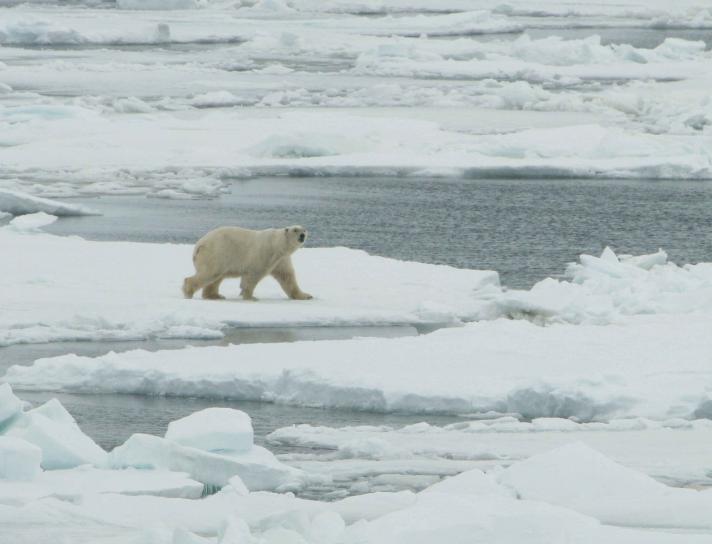 Ursus maritimus, bílá, polární medvěd, samec
