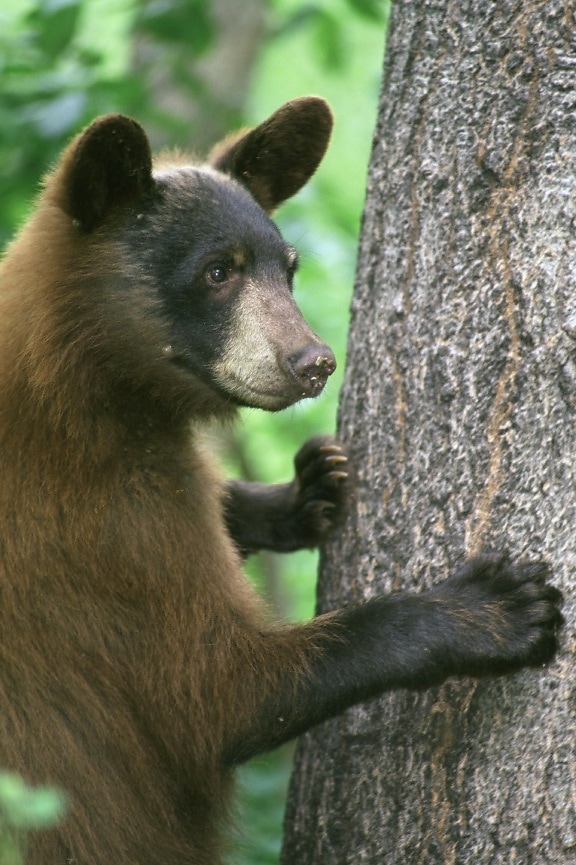young, black bear, standing, front, legs, grasping, tree, trunk