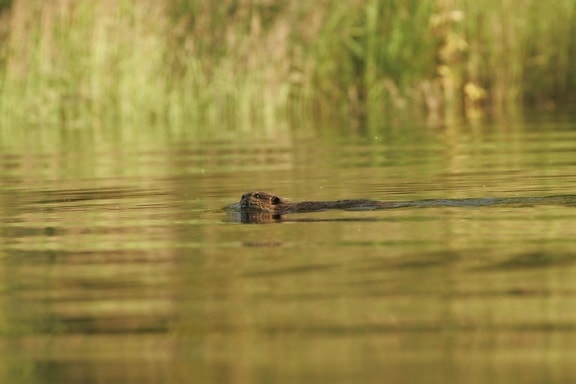 Beaver, Kanuti, lake