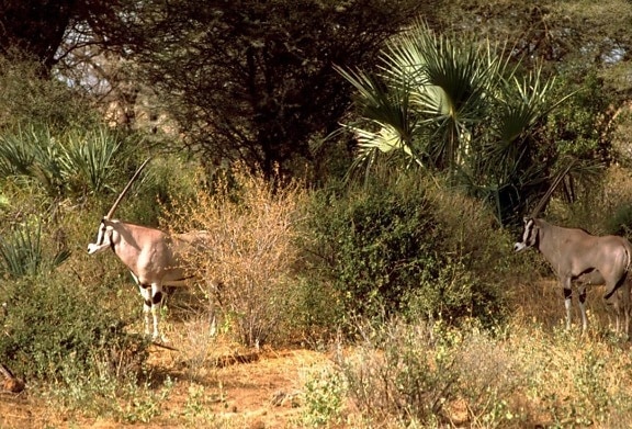 beissa, oryx