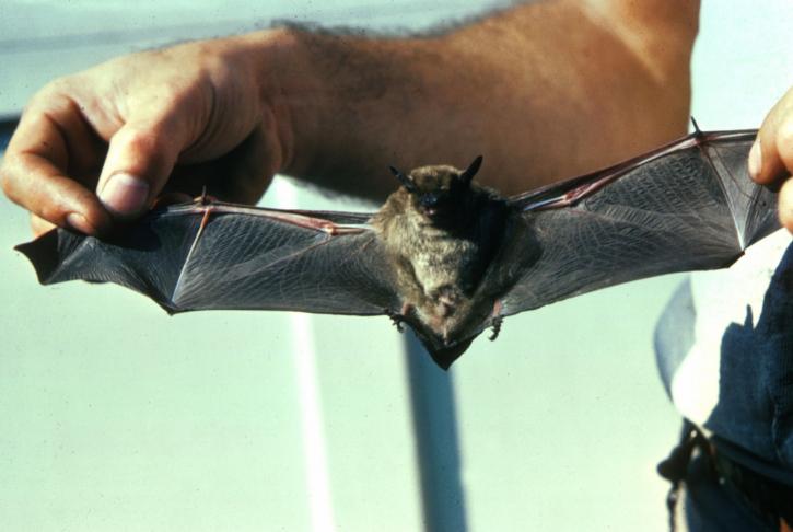 grande morcego marrom, eptesicus fuscus