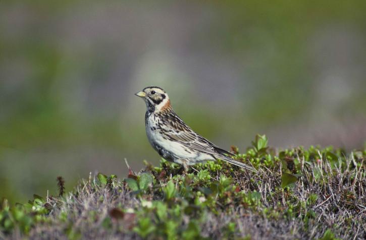 close-up, Laponija, longspur, ptica