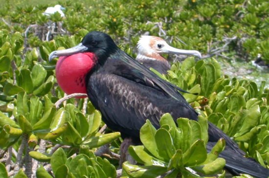 male, frigatebird, displays, vegetation