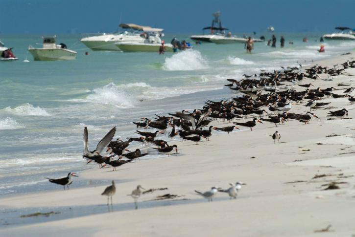 หลากหลาย shorebirds