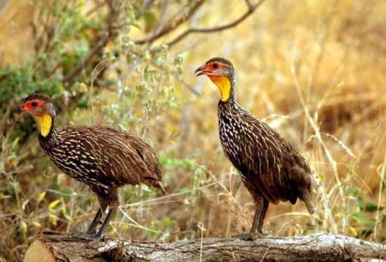 African, yellow, necked, spurfowl, yellow, necked, francolin, birds, pternistis leucoscepus, family, phAsianidae