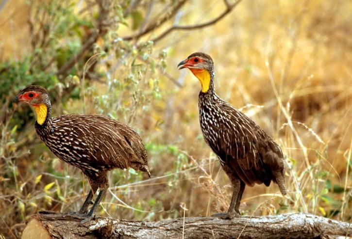 African, yellow, necked, spurfowl, yellow, necked, francolin, birds, pternistis leucoscepus, family, phAsianidae