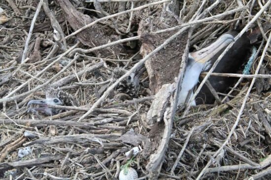 Free picture: albatross, nesting