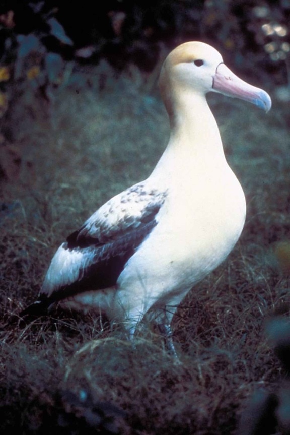 albatross, bird, steiller, albatross, diomedea albatrus