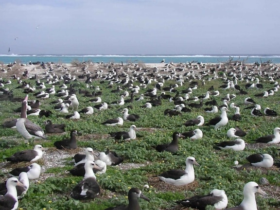 albatross, nesting
