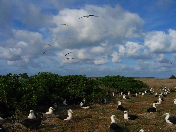 albatross, nesting, midway, atoll, wilderness, refuge