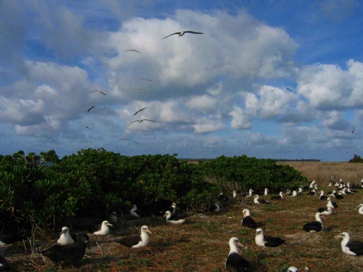 albatros, de nidification, à mi-chemin, atoll, désert, refuge