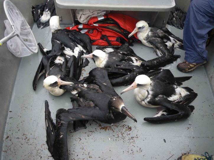 albatross, rescued, lagoon, oilspill