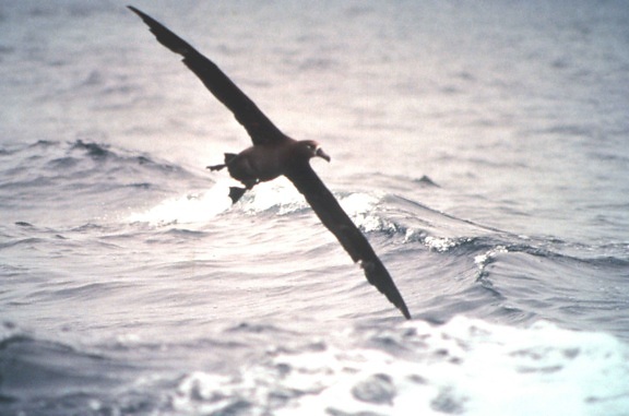 black, footed, albatross, flight, bird