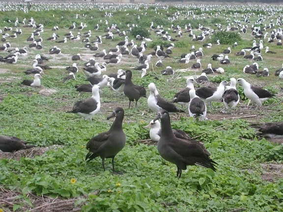 black, footed, albatrosses, laysan, albatrosses