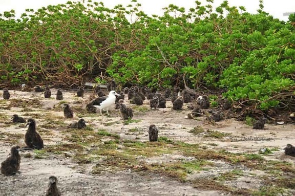 hundreds, albatross, chicks, disentangled, vegetation