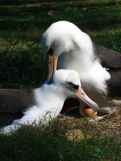 dvojice laysanská Albatros, ptáci, vnoření, inkubaci, vejce