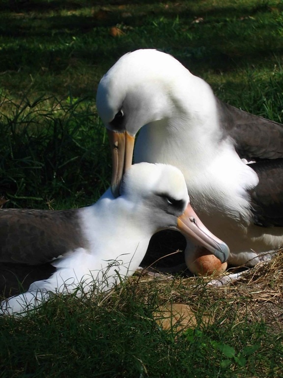 pair, laysan, albatross, birds, nesting, incubating, eggs