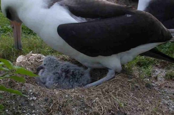 vuxen, laysan albatross, grubbel, duniga, chick