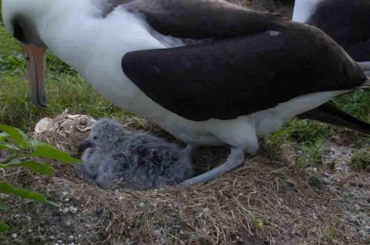 adult, laysan, albatross, brooding, downy, chick