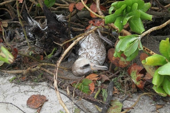 adulte, Laysan, albatros, pris au piège, plus tard, sauvé