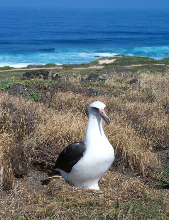 fugl, dyr, laysan albatross