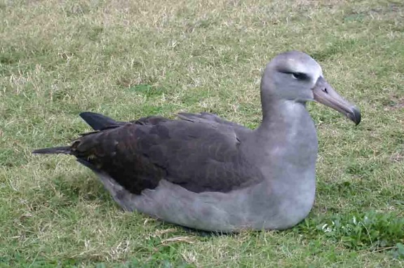 kors, Förädlat, mellan, laysan albatross, svart, foten, albatross