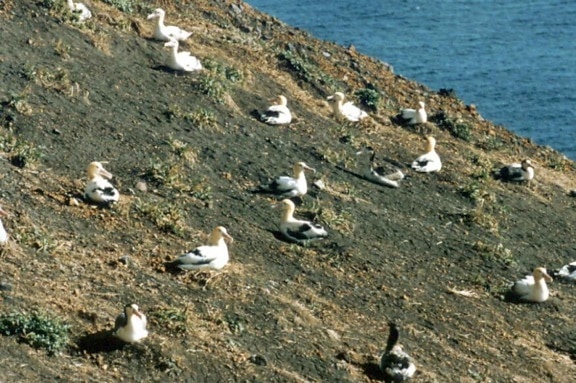 Diomedea, albatross, vogels, grond