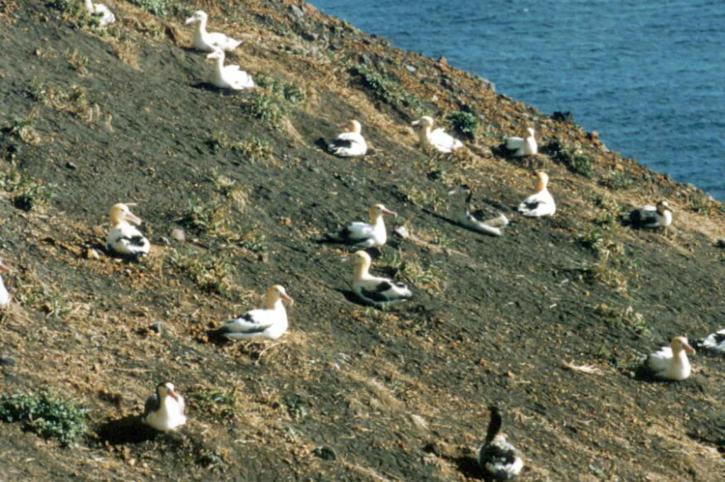 diomedea, albatross, birds, ground