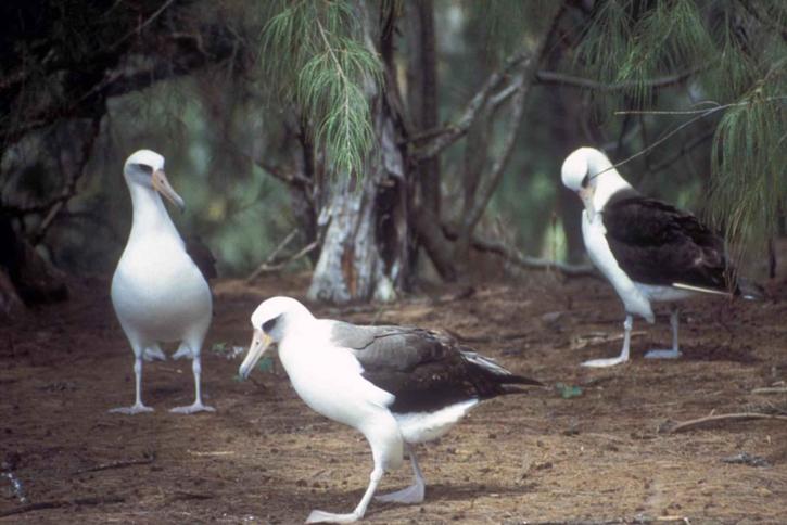 diomedea immutabilis, albatros, Laysan, oiseaux