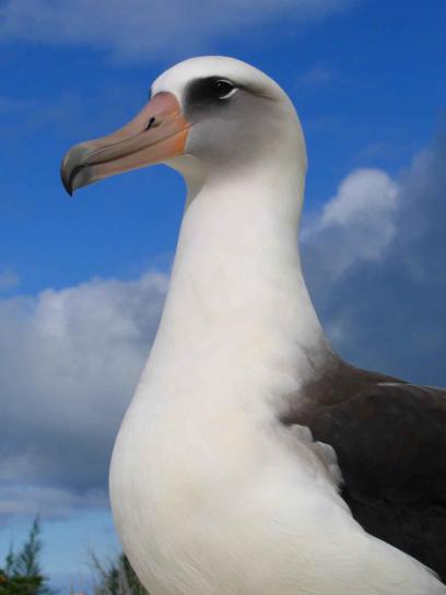 Diomedea, immutabilis, laysan, albatross, fågel