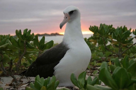 laysan, albatross, sunset
