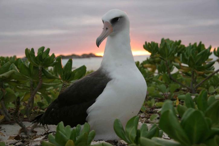 laysanská Albatros, západ slunce