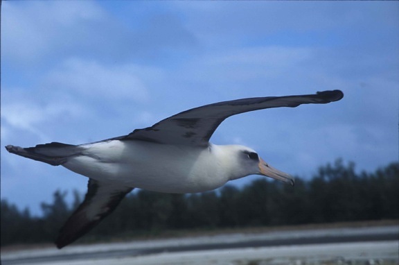 laysan, albatross, bird, flying, phoebastria immutabilis